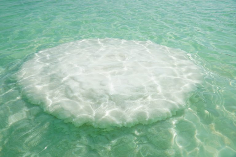 פטריות ים המלח