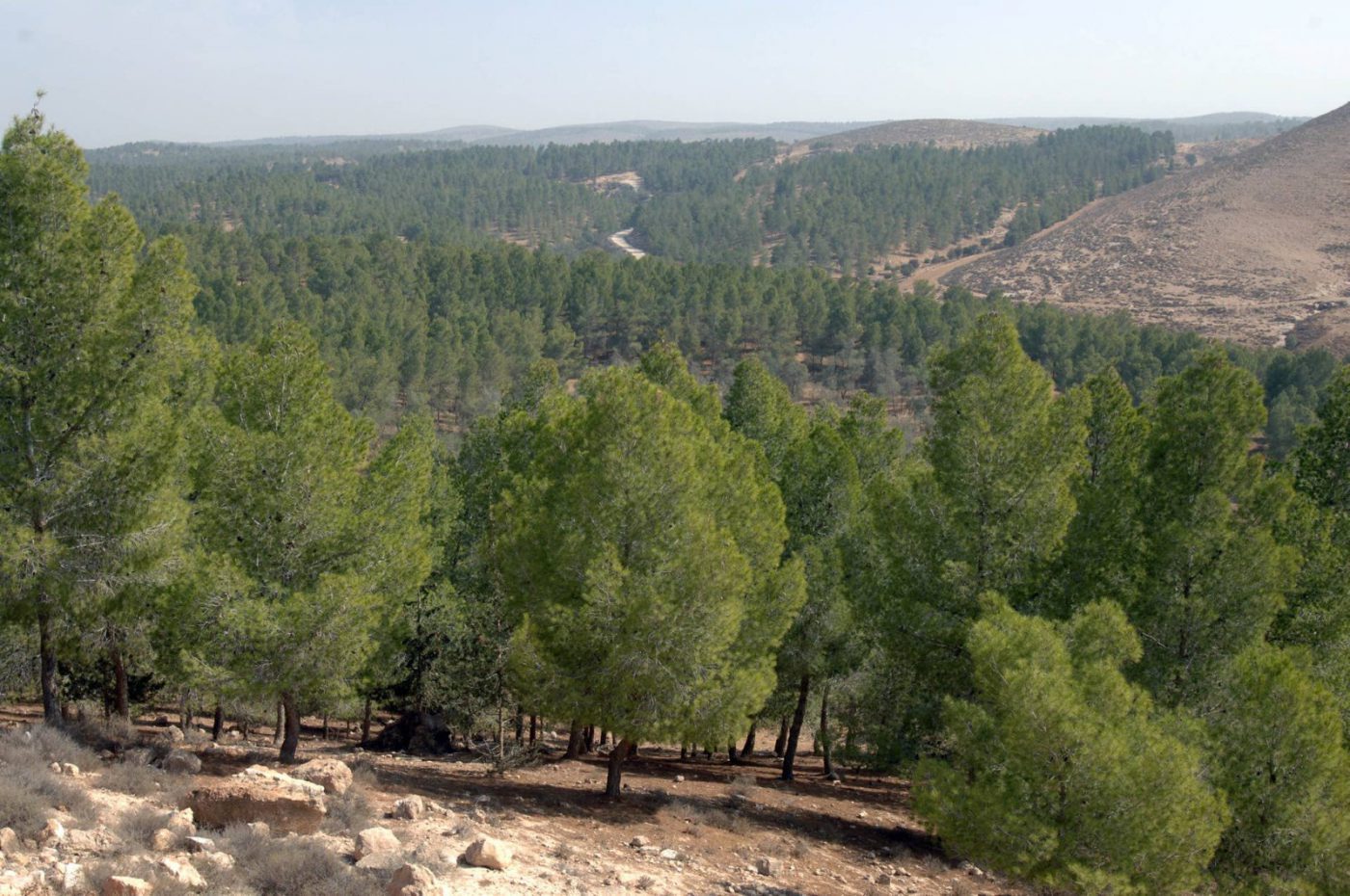 יער יתיר – היער הנטוע הגדול ביותר בישראל