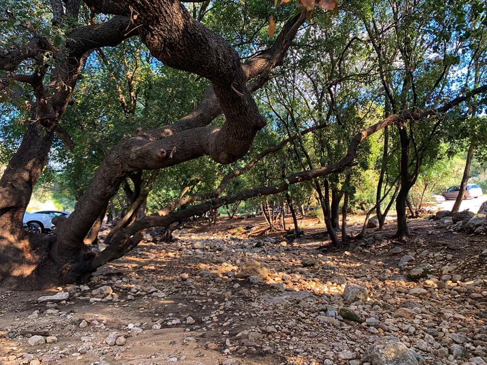 יער ברעם – פיקניק ליד בית כנסת העתיק ברעם