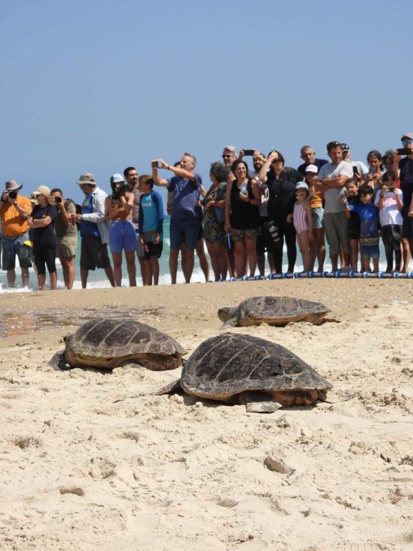 צבי ים עושים דרכם חזרה לים -שרית פלאצ'י