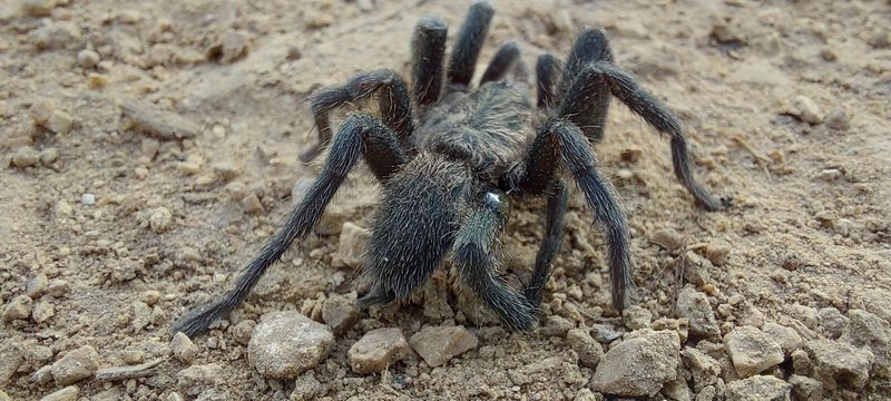 פרוונית שחורה – עכביש ממשפחת הטרנטולות