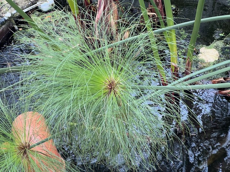 צמח מים בחממה בגן הבוטני בגבעת רם