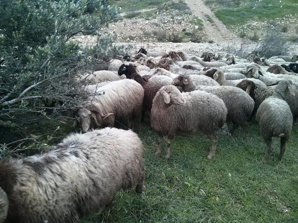 עדר כבשים בענבה