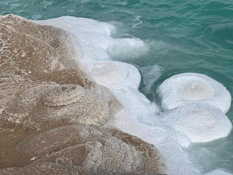 פטריות מלח לבנות ים המלח