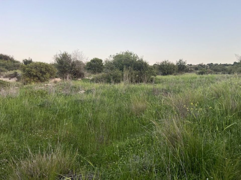 גבעת המזמוזים