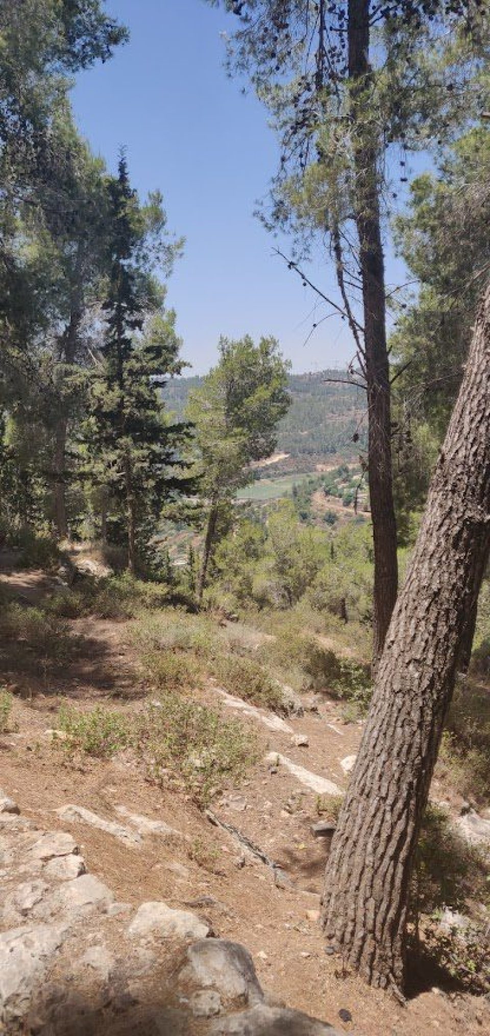 הנוף מיער ירושלים