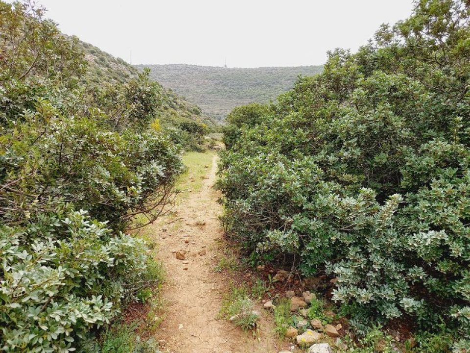 עצים בנחל קנה