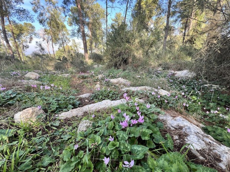 רקפות ביער גיזו
